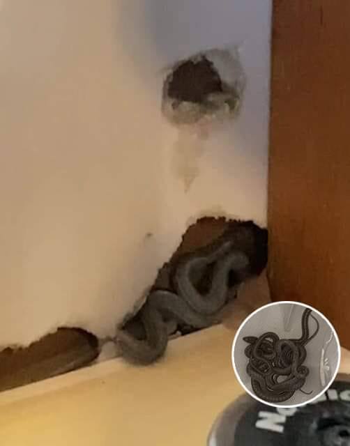 A Mother’s Nightmare: Snakes in the Walls of Her New Home!