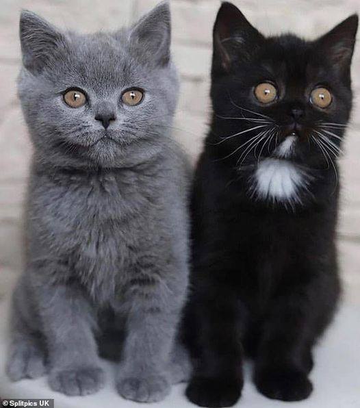 😍«The pictures of the kitties, taken by a two-faced cat named Narnia, are astounding!»😮