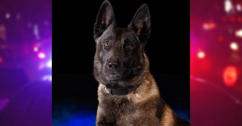 Police K9 dies after being left in hot vehicle after air conditioner malfunction