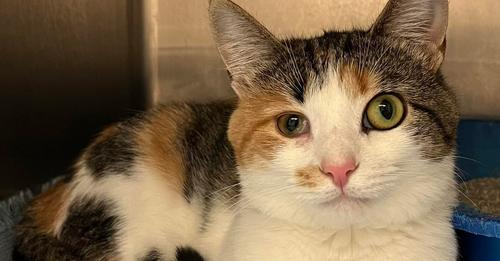 Shelter cat named Espresso always passed over because of her different-sized eyes — looking for a home