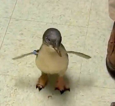 What happens if you tickle a baby penguin? Mood for the whole day