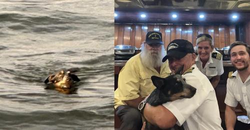 Dog spotted in water during dinner cruise: yacht crew jumps into action to save her life