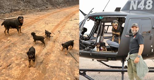 Rottweiler mom and 4 pups rescued after being trapped for days following wildfire