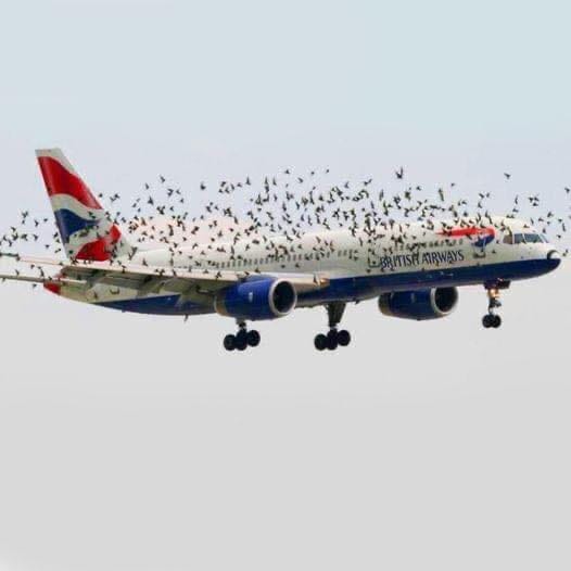 The pilot’s emotional reaction when he discovered why birds were flying alongside the plane