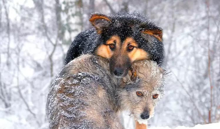 The old dog found and rescued the puppy who was freezing in the snow