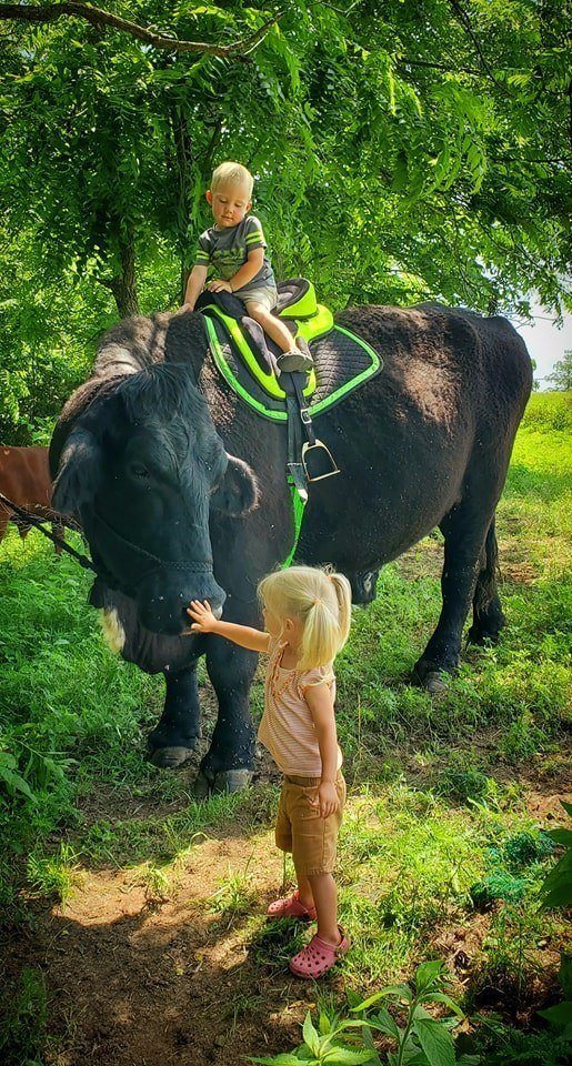 I recently spent $6,500 on this registered Black Angus bull. I put him out with the herd but he just ate grass and wouldn’t even look at a cow. I was beginning to think I had paid more for that bull than he was worth. Anyway……I had the Vet come and take a look at him. He said,, the bull…