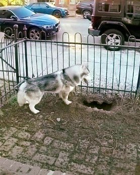 Husky dog kept digging a hole in the yard — owner investigates and makes a life-saving discovery