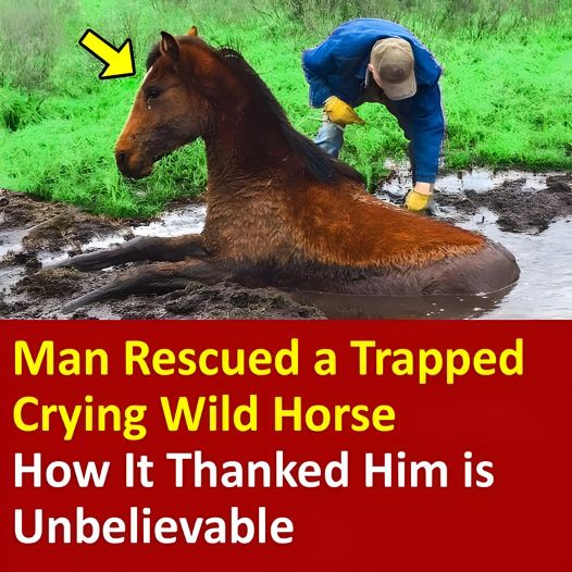 Man Rescued a Trapped Crying Wild Horse. How It Thanked Him is Unbelievable