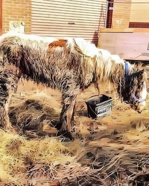 Starving horse Heidi is dumped in mud and left to die – volunteers save her and now she’s winning awards