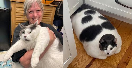 40-pound cat Patches made headlines due to his huge size — see his fitness progress one year later