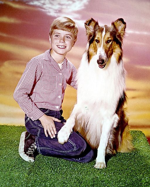 He Was Timmy on Lassie: The Remarkable Life and Career of Jon Provost. How does he look today?