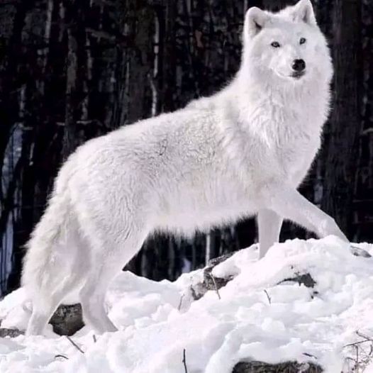 The Arctic Wolf: A Guardian of the Frozen Wilds