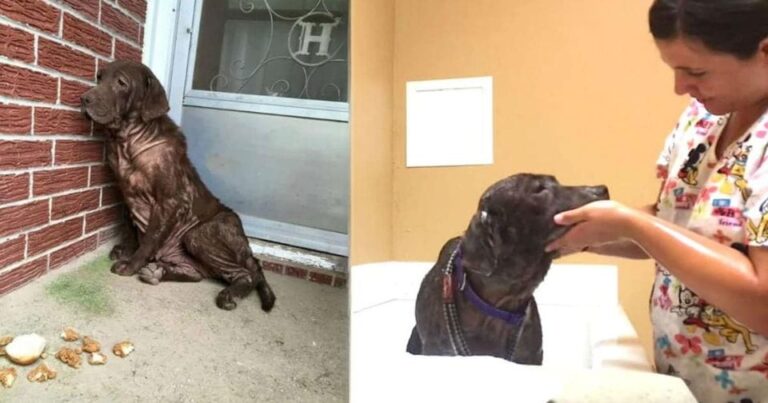 First Bath for Homeless Dog Brings Out the Most Heartwarming Reaction