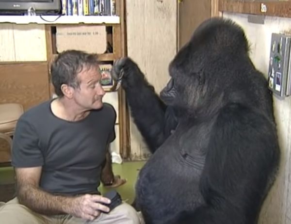 Robin Williams Helped Koko The Gorilla Laugh For The First Time in 6 Months, Following The Loss of Her Childhood Buddy