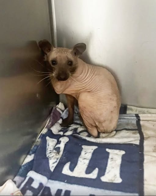 Animal rescued from the cold looks like a hairless cat — you’ll never guess what it really is