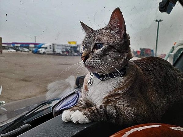 Truckin’ with a Furry Friend: The Heartwarming Story of Grayson the Traveling Cat