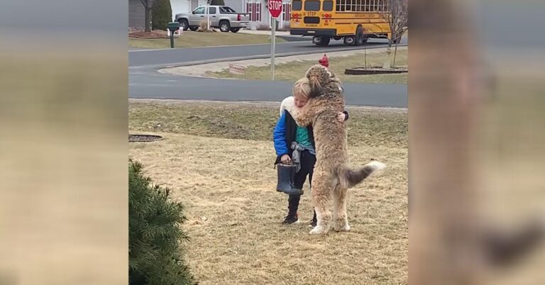 Family Dog melts 20M Hearts Hugging his little Human after School!