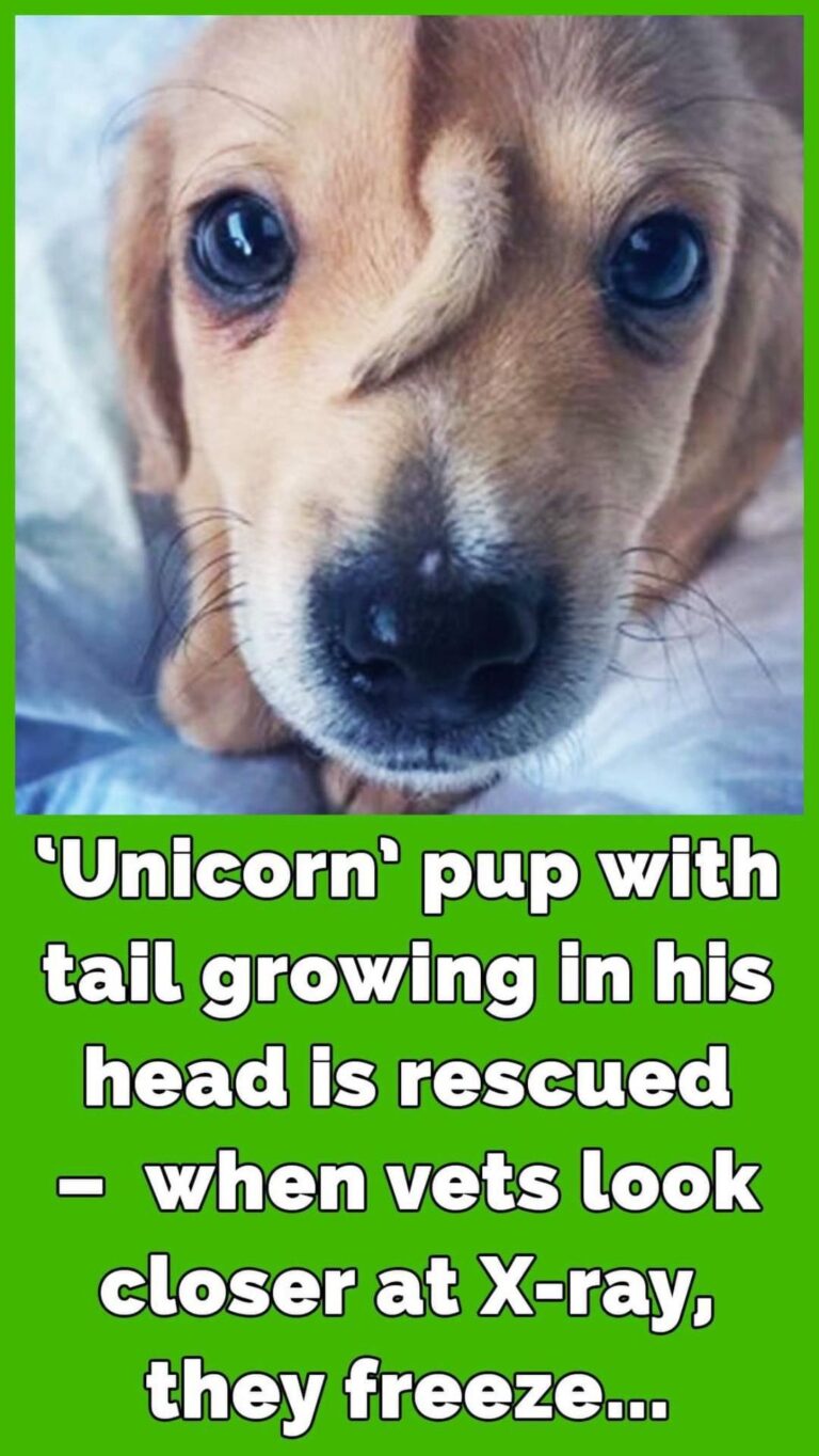 Rescued Puppy with Unique Head Tail Dubbed ‘Unicorn’ Survives Freezing Cold