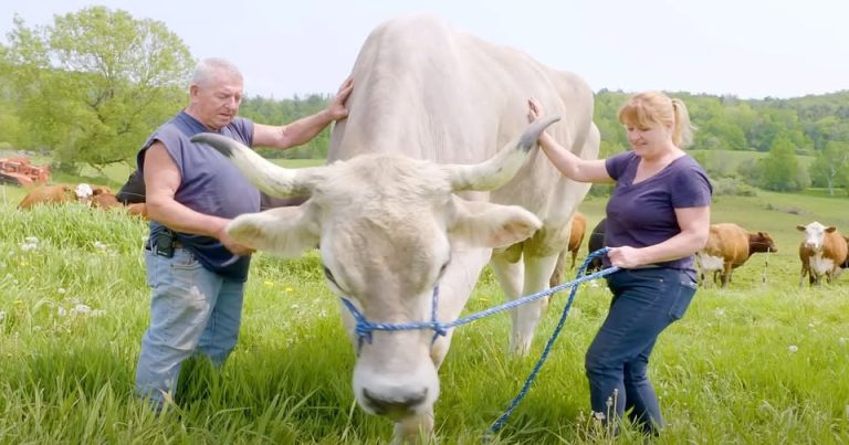 Farmers don’t think anything unusual about brown cow until he turns 4 and refuses to stop growing