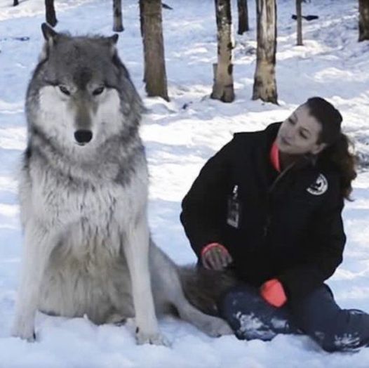 Giant wolf sits down next to woman in viral moment