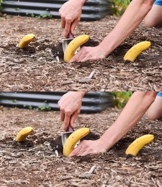 Bury a banana in the ground – it’s amazing what happens after 7 days