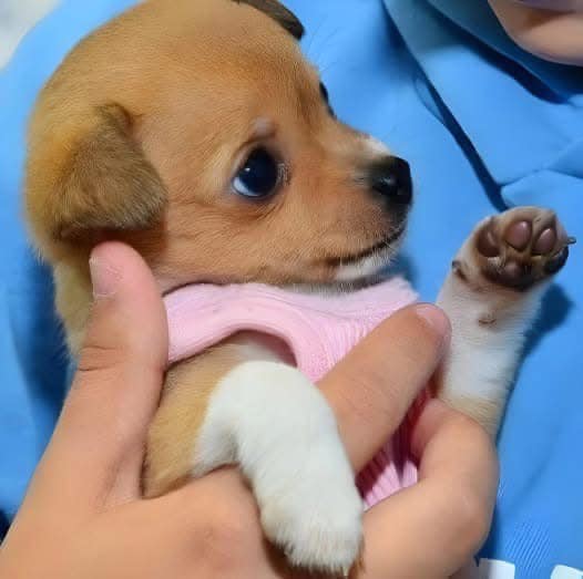 When a puppy is returned to the same shelter for the eleventh time, the staff eventually ascertains what is wrong…