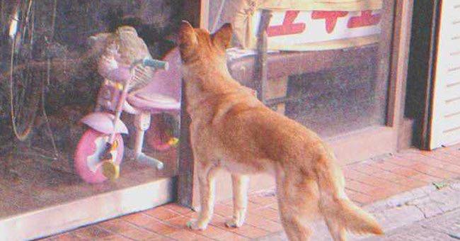 Dog Goes to Closed Store Daily then Leaves, One Evening Poor Boy Notices and Follows It — Story of the Day