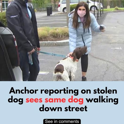 Anchor reporting on stolen dog sees same dog walking down street