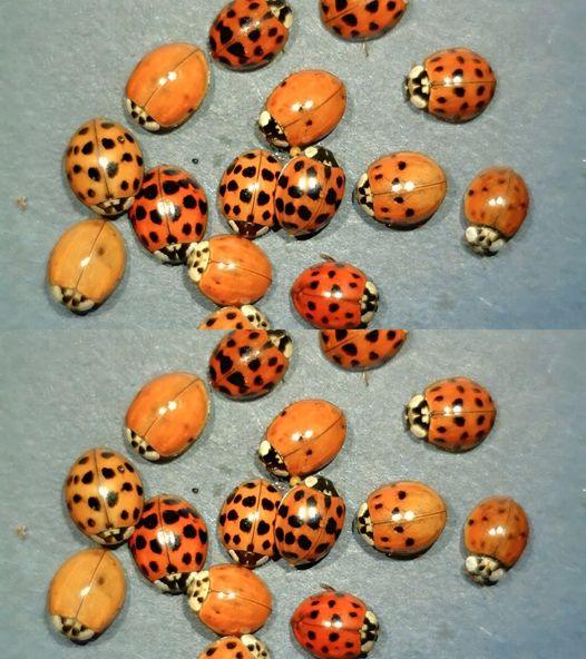 What It Means If You See a Yellow Ladybug